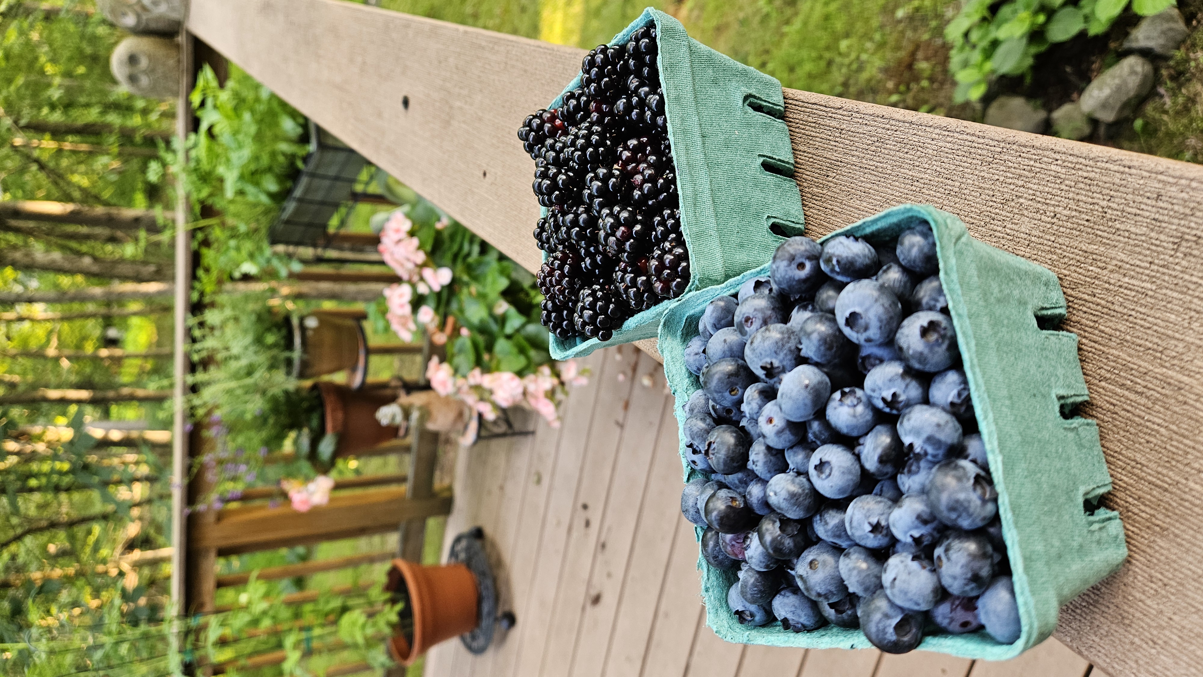 Berry picking at local farms is awesome