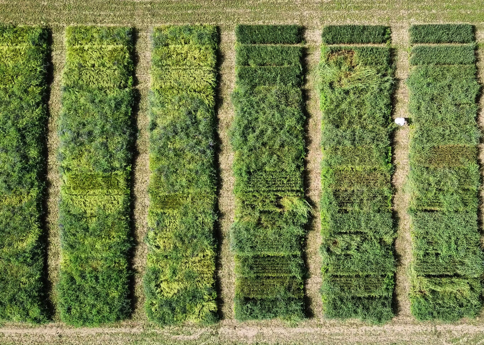 crops (2)