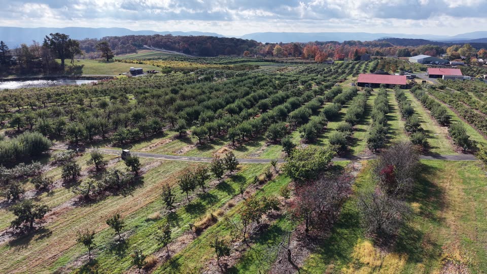 Flying over apple trees towards the river in the distance